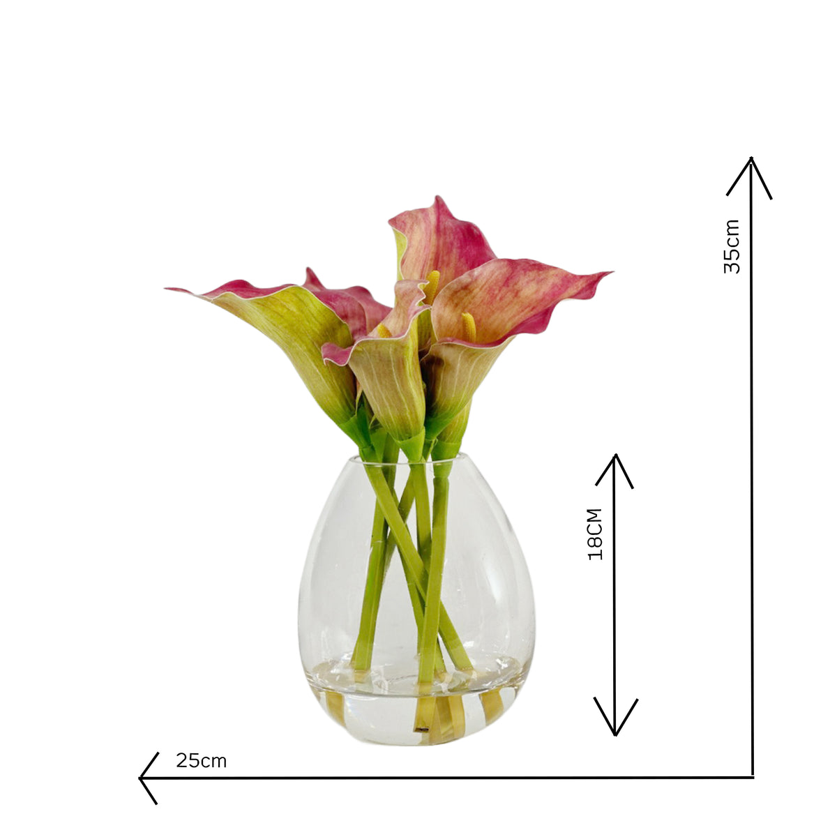 Clear glass vase with pink and green Arum Lily and dimensions on a white background