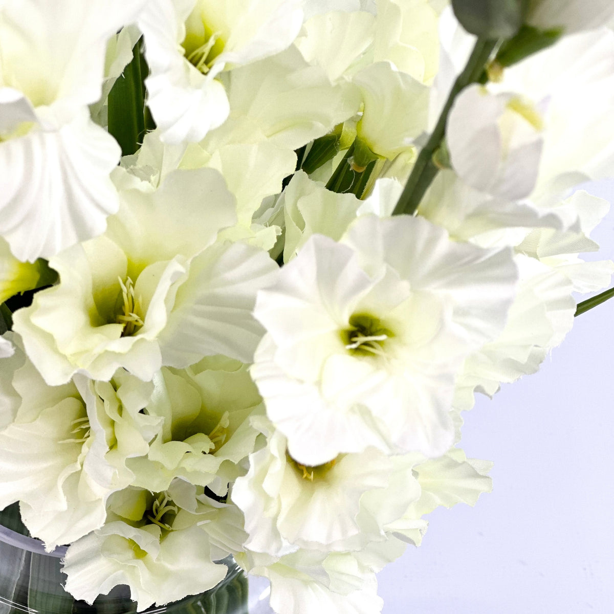 Gladiolus White in Glass Vase