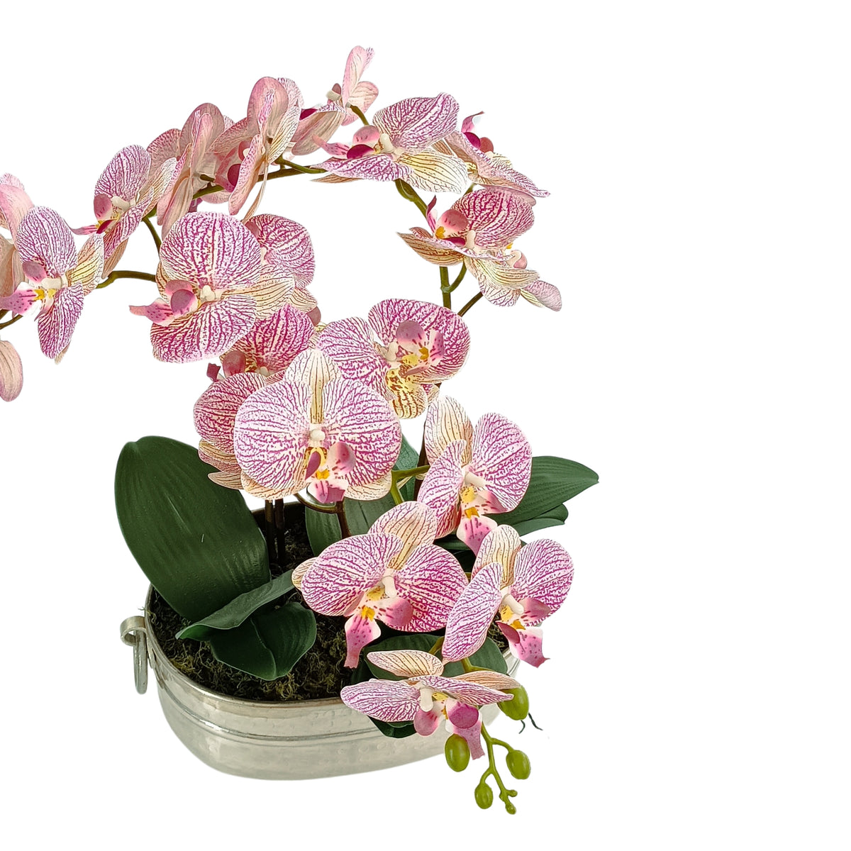 Light Pink Phalaenopsis Arrangement in Silver Tin