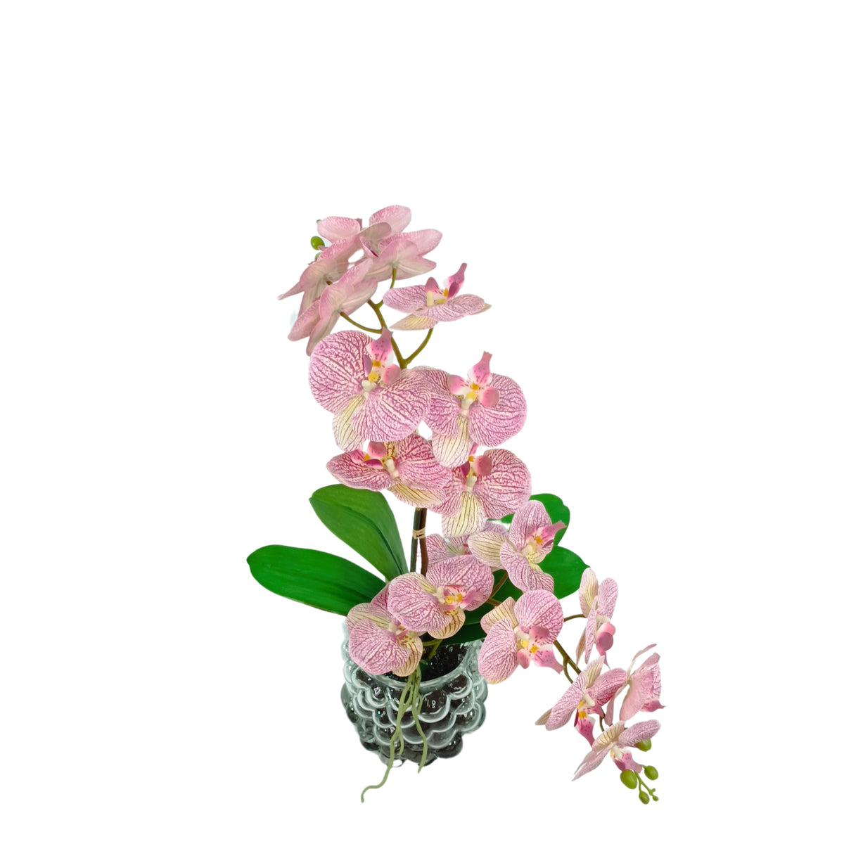 Orchid Pink Arrangement in Small Bubble Glass Vase