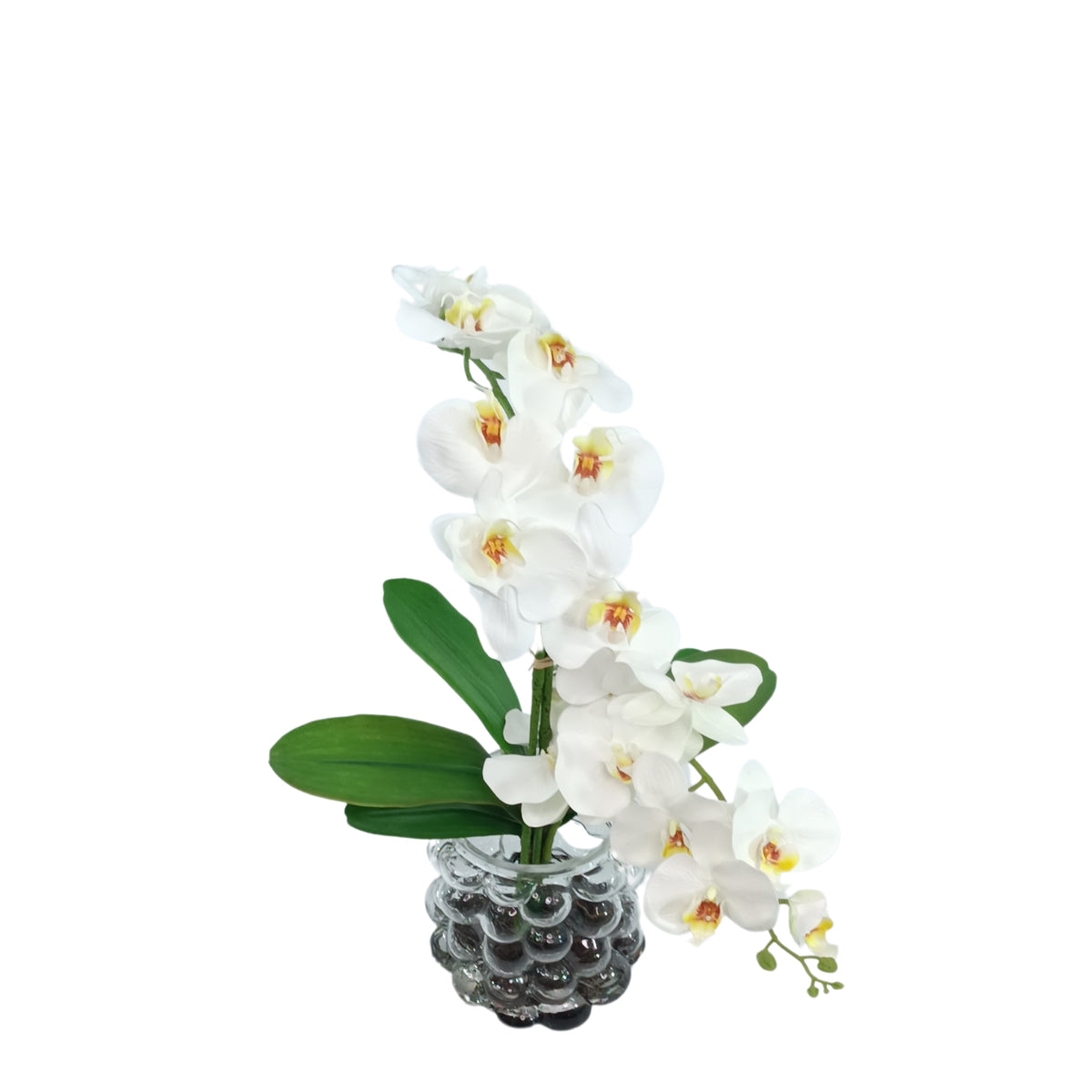 Orchid White Arrangement in Small Bubble Glass Vase