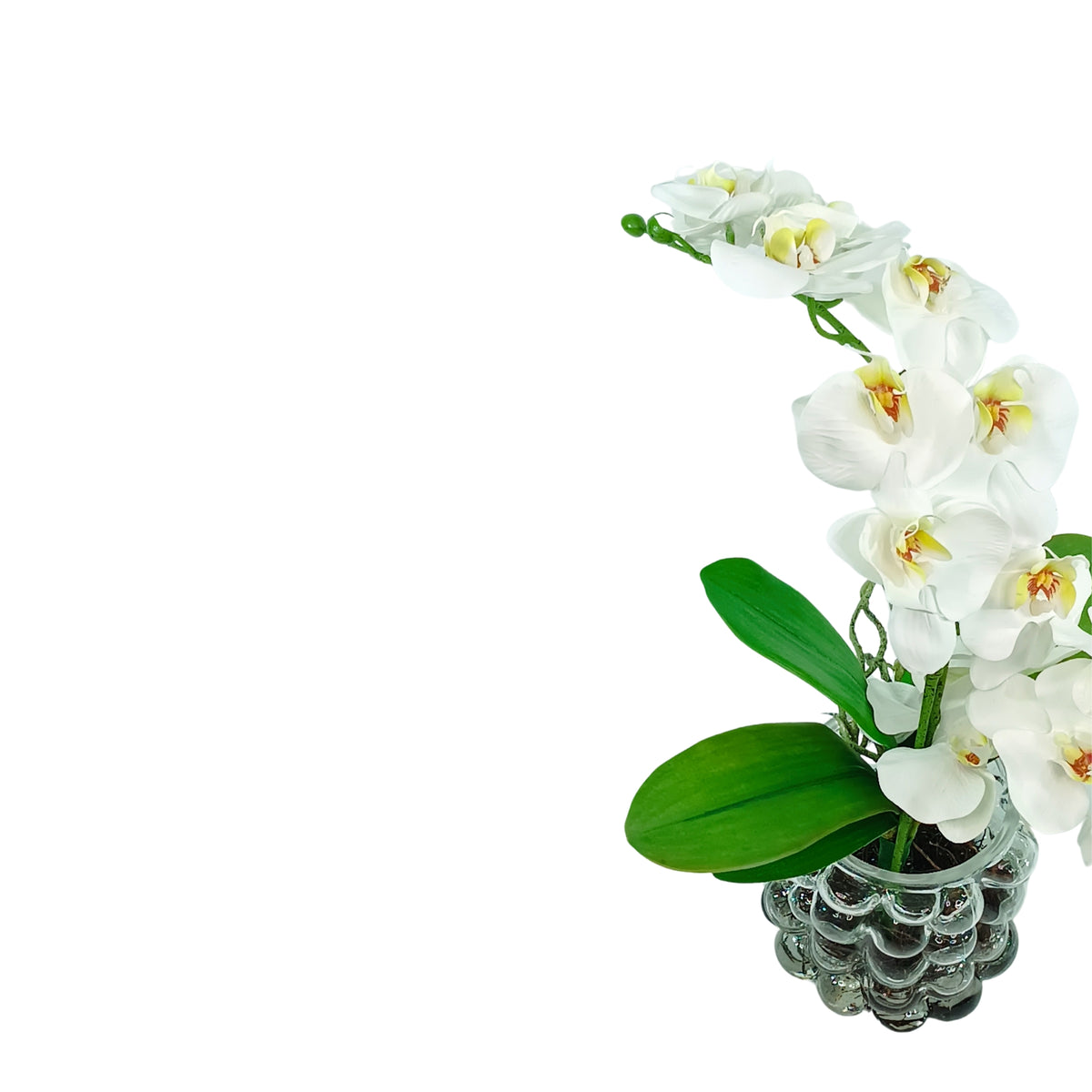 Orchid White Arrangement in Small Bubble Glass Vase