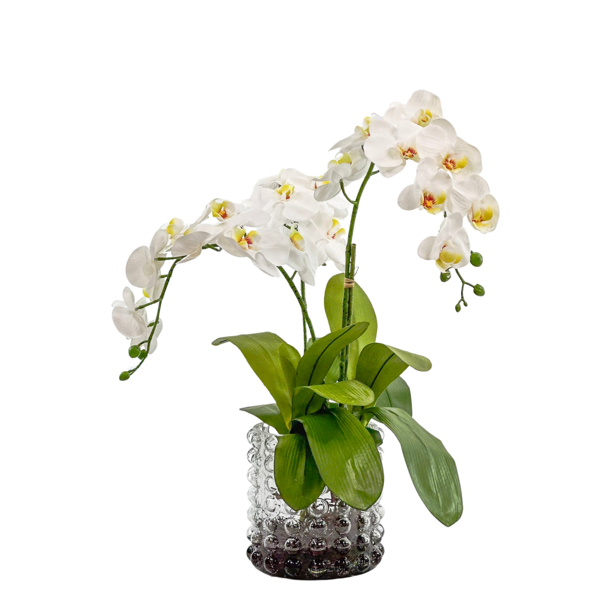 White Orchid Arrangement in Large Bubble Glass Vase