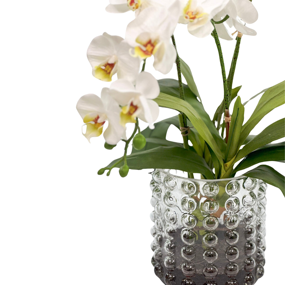 White Orchid Arrangement in Large Bubble Glass Vase