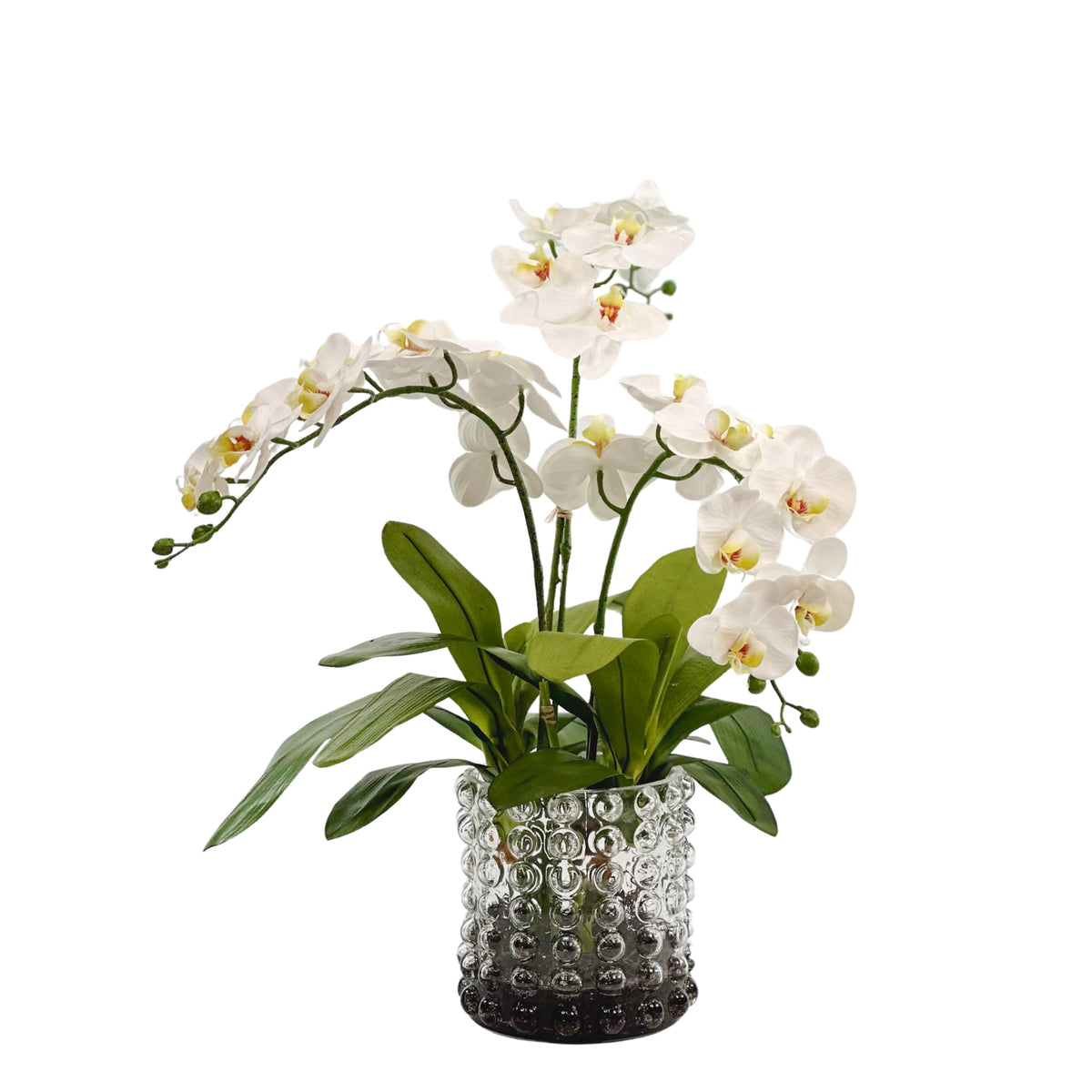 White Orchid Arrangement in Large Bubble Glass Vase