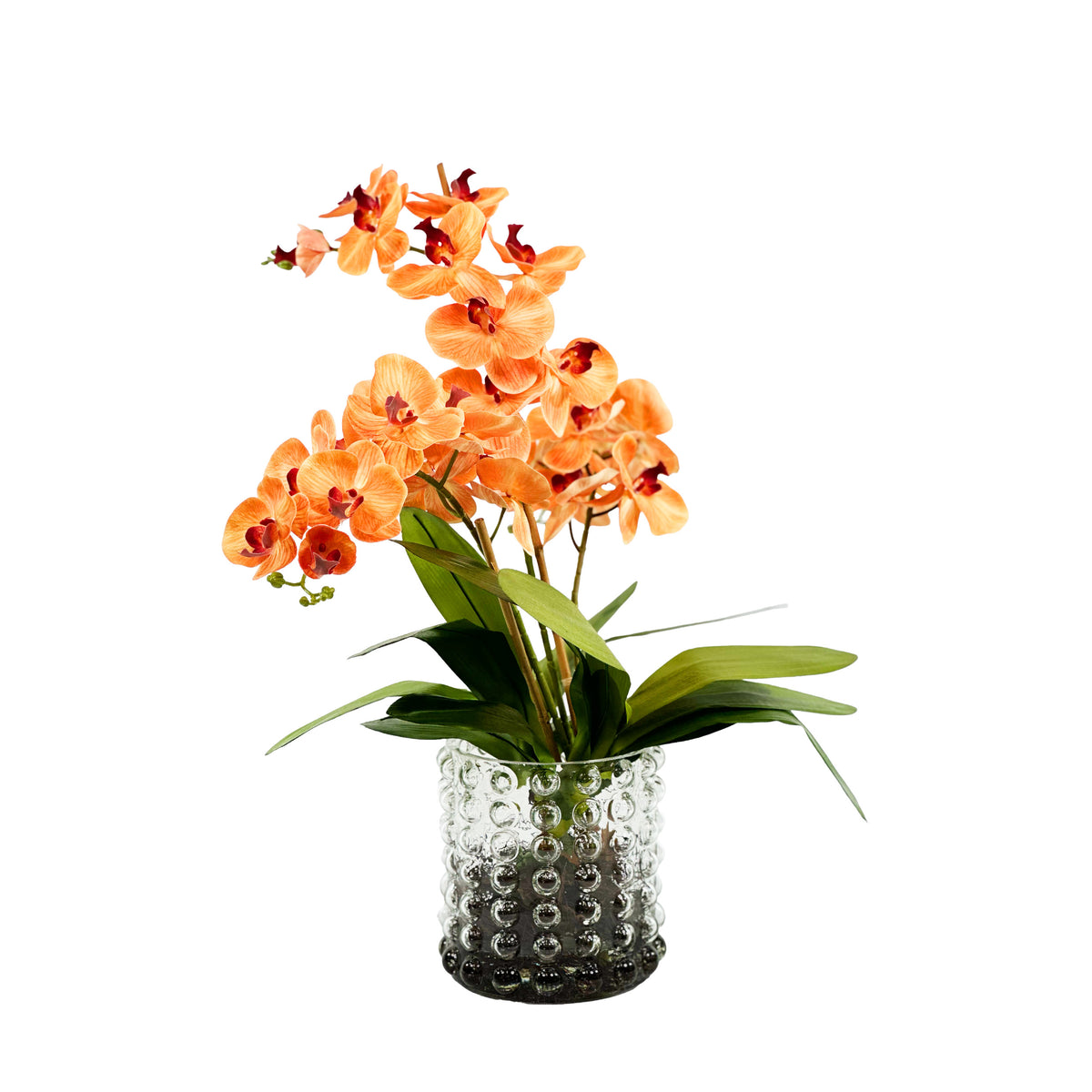 Orange orchids 95CM in glass bubble vase large from Plant Couture