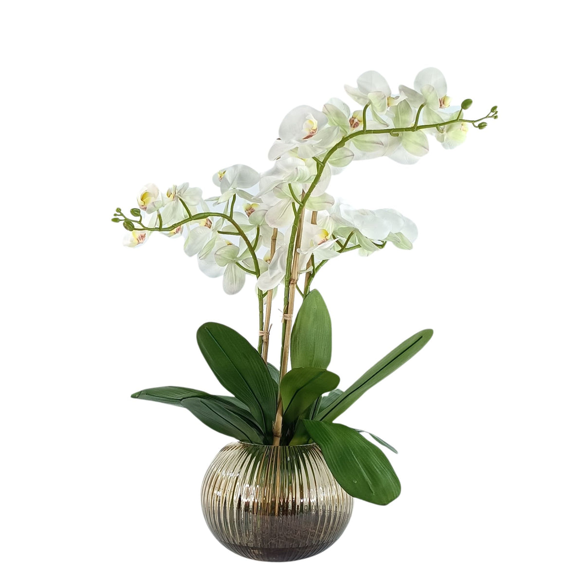 Phalaenopsis Orchid White in Ribbed Amber Glass Vase. Full view of the back of the plant. Available from Plant Couture.