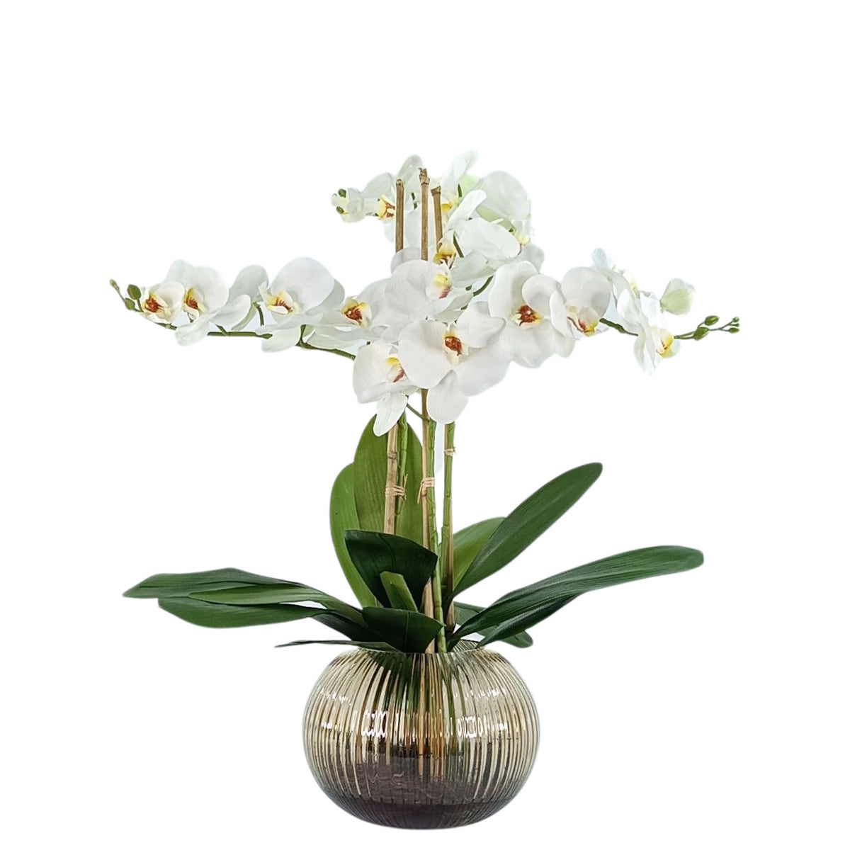 Phalaenopsis Orchid White in Ribbed Amber Glass Vase. Full view. Available from Plant Couture.