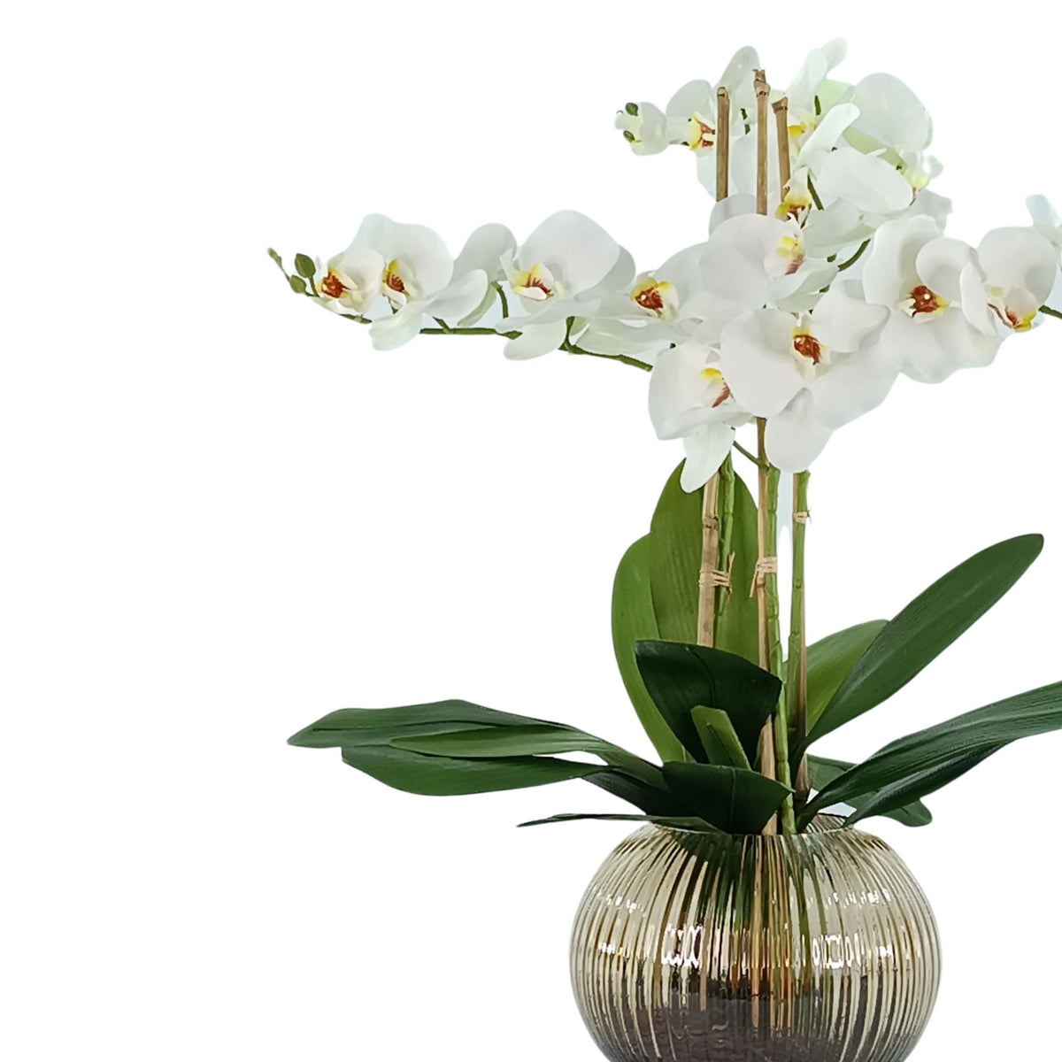 Phalaenopsis Orchid White in Ribbed Amber Glass Vase. Close up side view of arrangement. Available from Plant Couture.