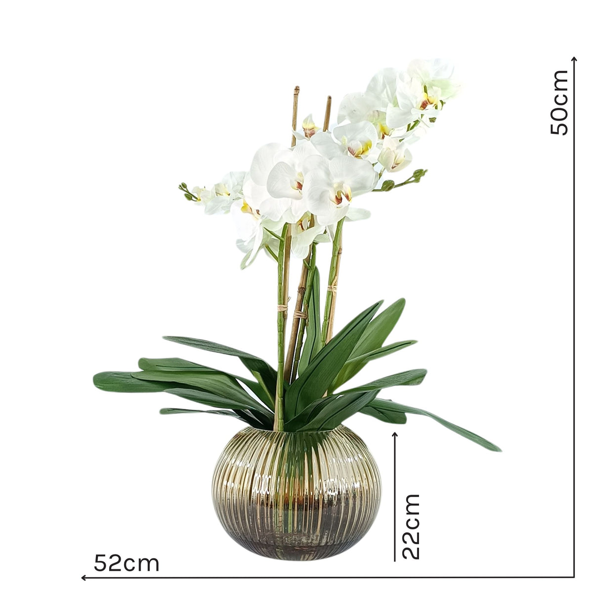Phalaenopsis Orchid White in Ribbed Amber Glass Vase. Full view with measurements. Available from Plant Couture.