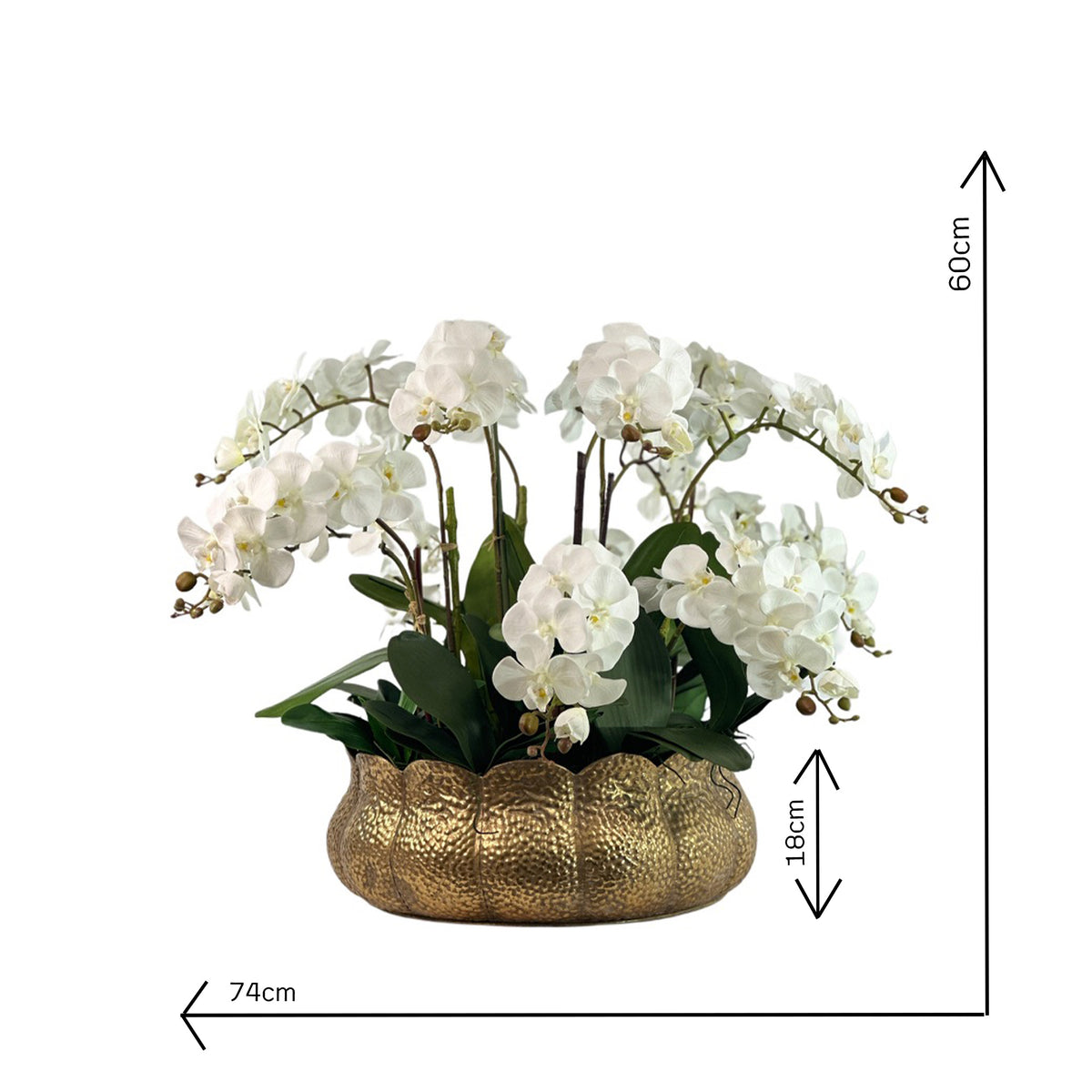 White  Faux Phalaenopsis Orchid Arrangement in Gold Tulip Tin with measurements 74cm Wide and 60cm Tall