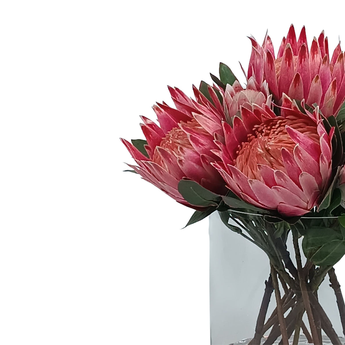 Protea Mix Silk Flower Arrangement in Cylinder Glass Vase. Highlighted view of arrangement available from www.plantcouture.co.za. Bright pink colour with green foliage.