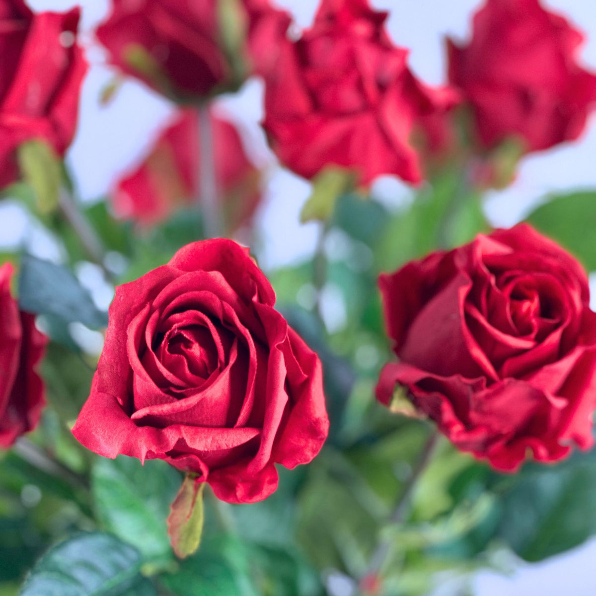 Rose Red Arrangement in Glass Barrel Vase. Close up view of roses. Available from Plant Couture.