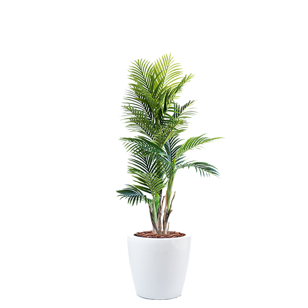 areca palm combos Dior B with Areca Palm 150cm Combo