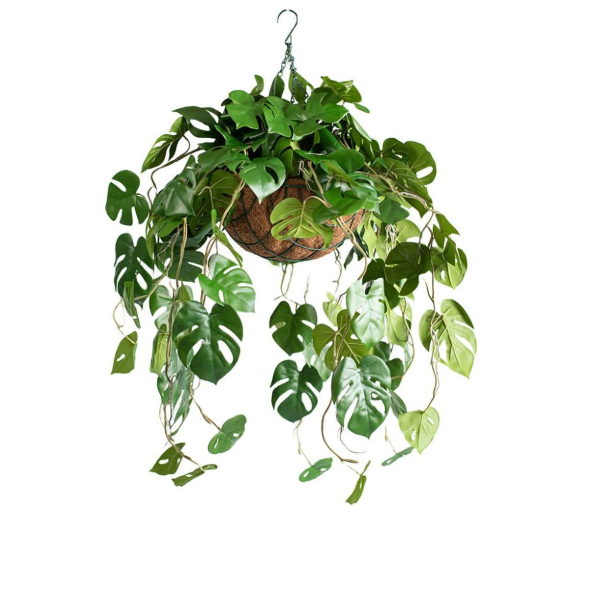 Monstera hanging plants in basket. Available from Plant Couture. Shop online www.plantcouture.co.za