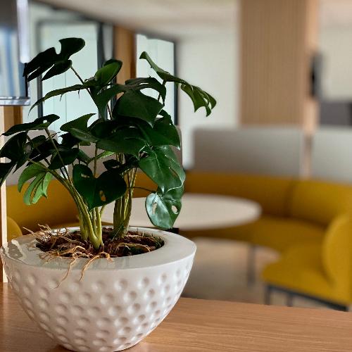 Monstera artificial plant potted for an office in our fibreglass pot. Plant Couture has many to choose from. Shop online www.plantcouture.co.za