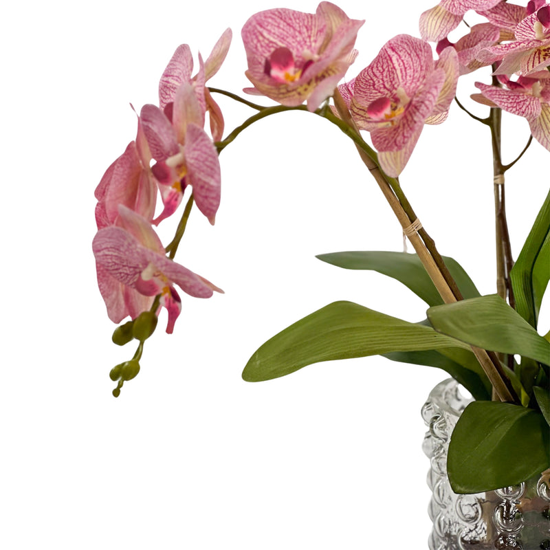 Orchid Pink in close up Large Bubble Glass Vase Plant Couture
