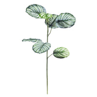 Filler Arrowroot Stem x 7 Lvs 80cm - Plant Couture - Artificial Plants