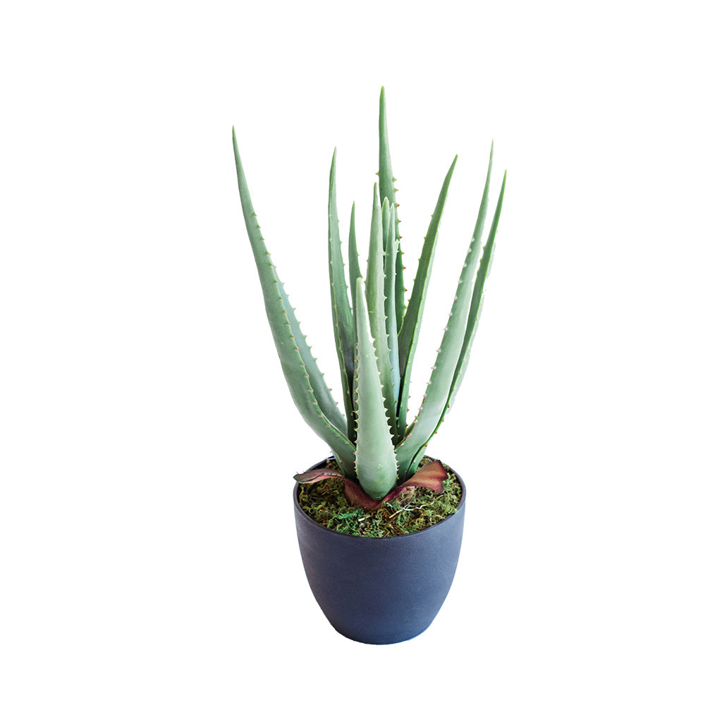 francesco aloe Aloe 44cm - Artificial Plants & Succulents