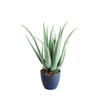 Plant Couture - Artificial Plants - Aloe 70cm