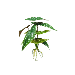 Plant Couture - Artificial Plants - Begonia Maculata 40cm