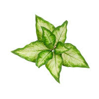 Plant Couture - Artificial Plants - Diffenbachia 44cm Green & White - Top 