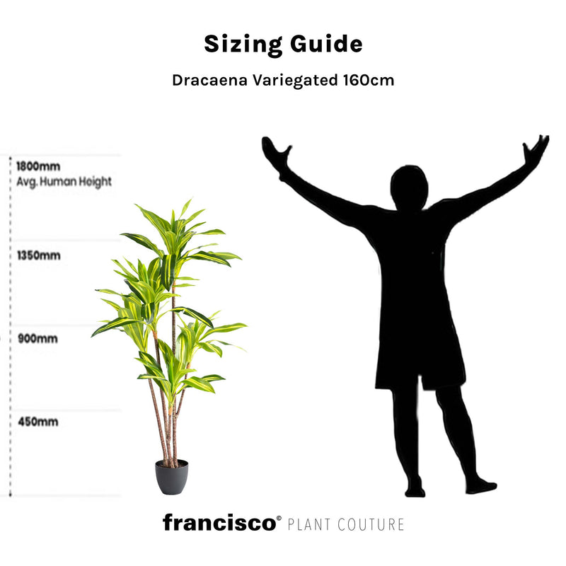 Dracaena Variegated 160cm - Plant Couture - Artificial Plants