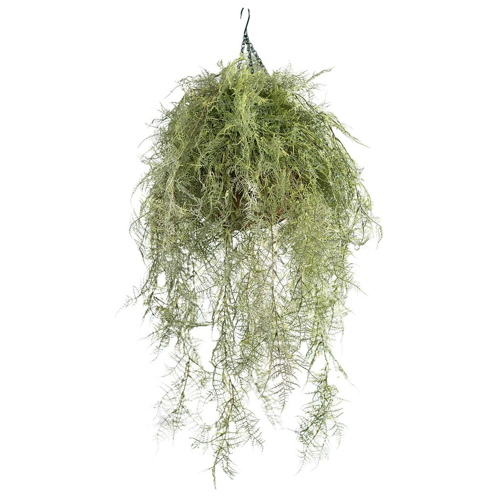 Hanging Basket M with Fern Green 112CM - Plant Couture - Hanging Baskets
