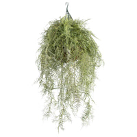 Hanging Basket M with Fern Green 112CM - Plant Couture - Hanging Baskets