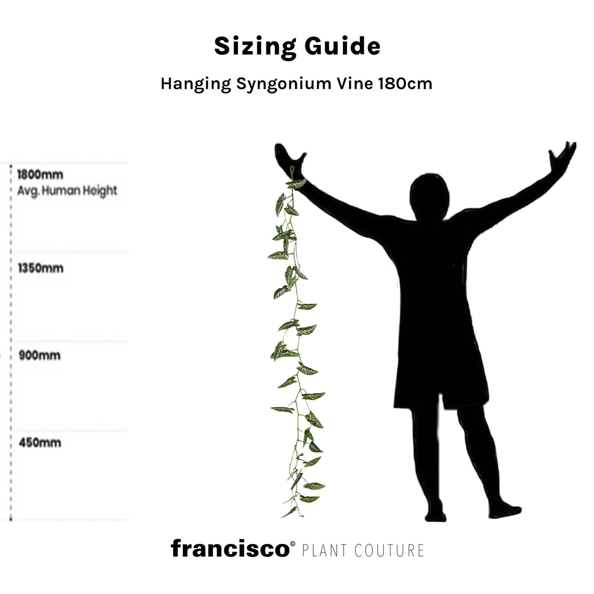 Hanging Syngonium Vine - 180cm