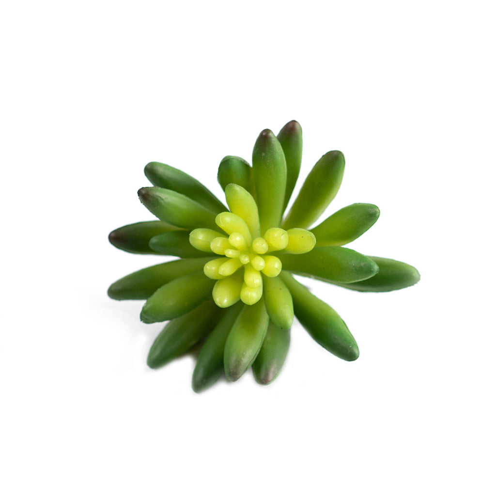 9cm succulents Succulent Echiveria Hookerli 9cm - Plant Couture