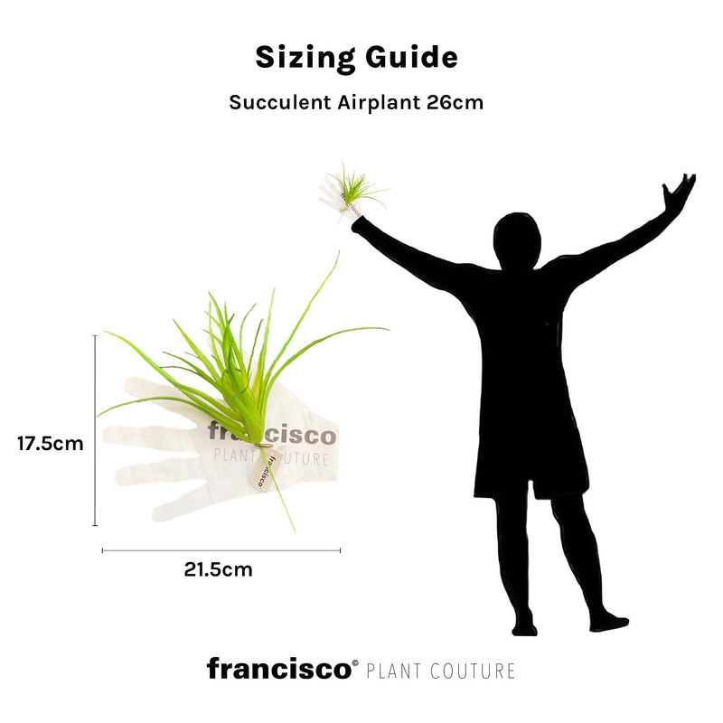 Succulent Airplant 26cm - Plant Couture - Artificial Plants