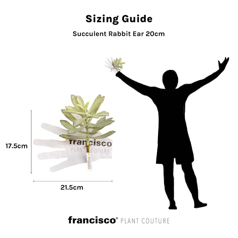 Succulent Rabbit Ear 20cm - Plant Couture - Artificial Plants