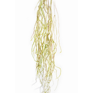 Plant Couture - Artificial Plants - Hanging Aerial Root 100cm - Close Up