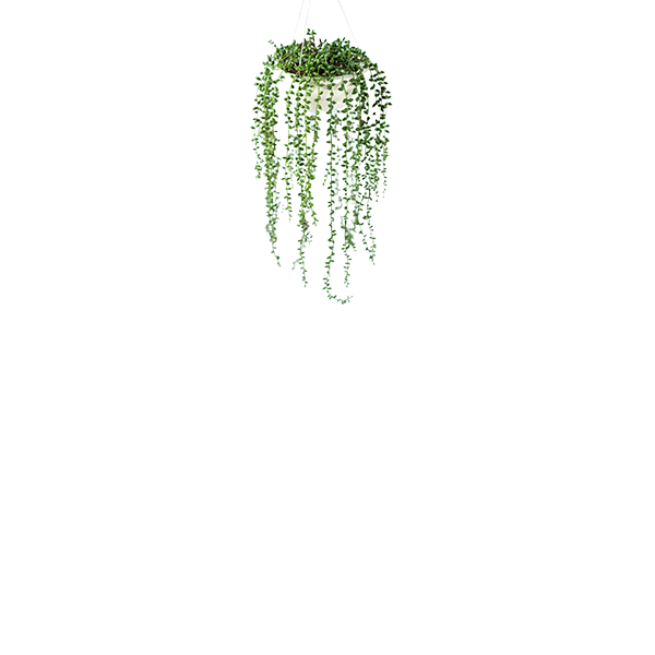 Plant Couture - Artificial Plant & Pot Combo - Valli Hanging Pot with Seedvine