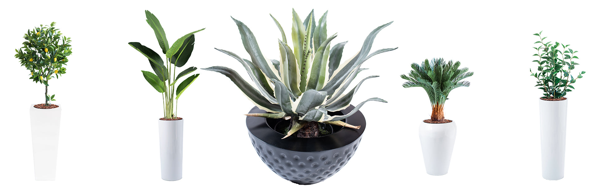 Plants in Pots – Francisco Plant Couture