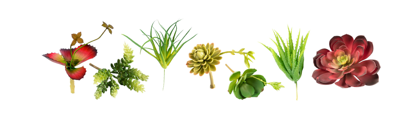 Succulents Collection Tagged "Succulents" Francisco Plant Couture