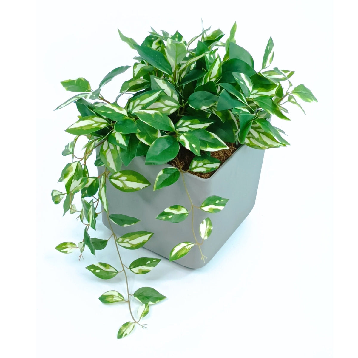 Cubic Pot Sage M with Hanging & Filler Hoya Combo