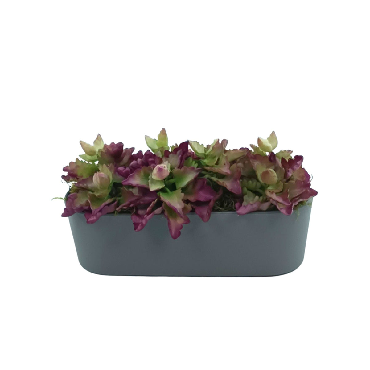 Triangle Denticle Succulent in Plastic Rectangular Planter