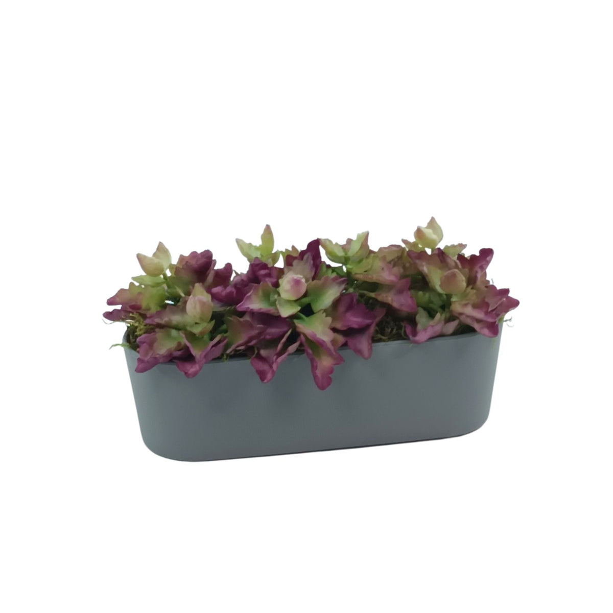 Triangle Denticle Succulent in Plastic Rectangular Planter