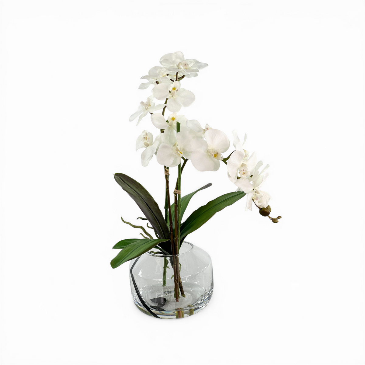 Orchid Phalaenopsis White in Black Swirl Vase