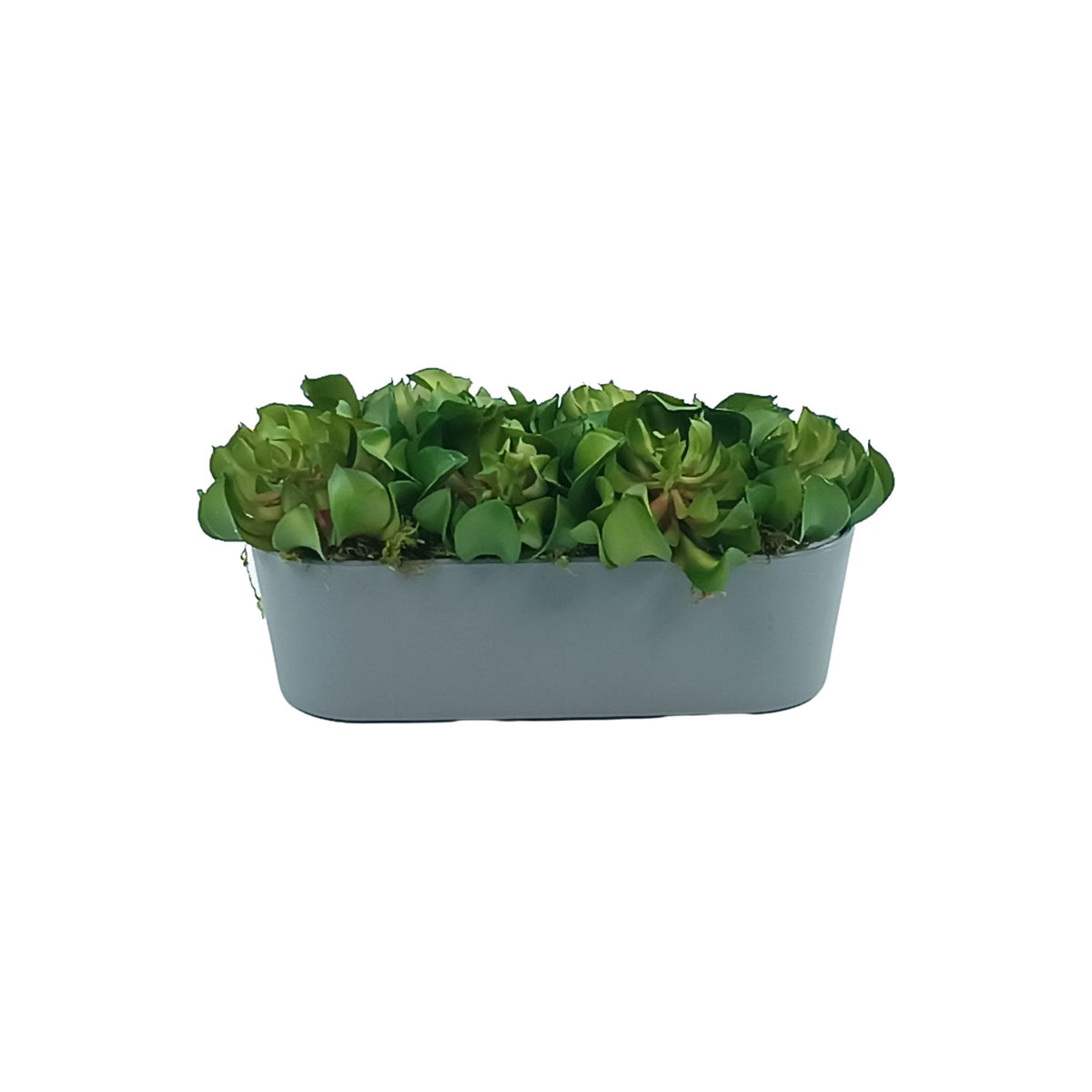 Topsy Turvy Succulent in Plastic Rectangular Planter