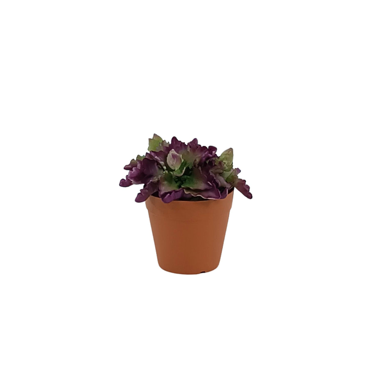 Triangle Denticle in Small Plastic Terracotta Pot