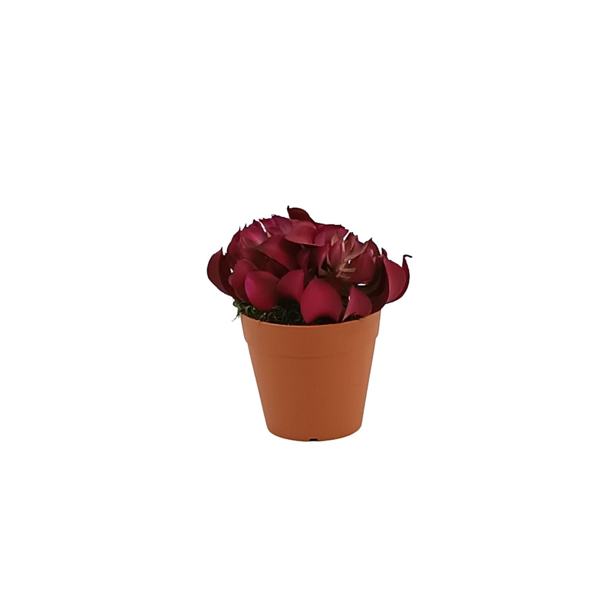 Topsy Turvy Succulent in Small Plastic Terracotta Pot