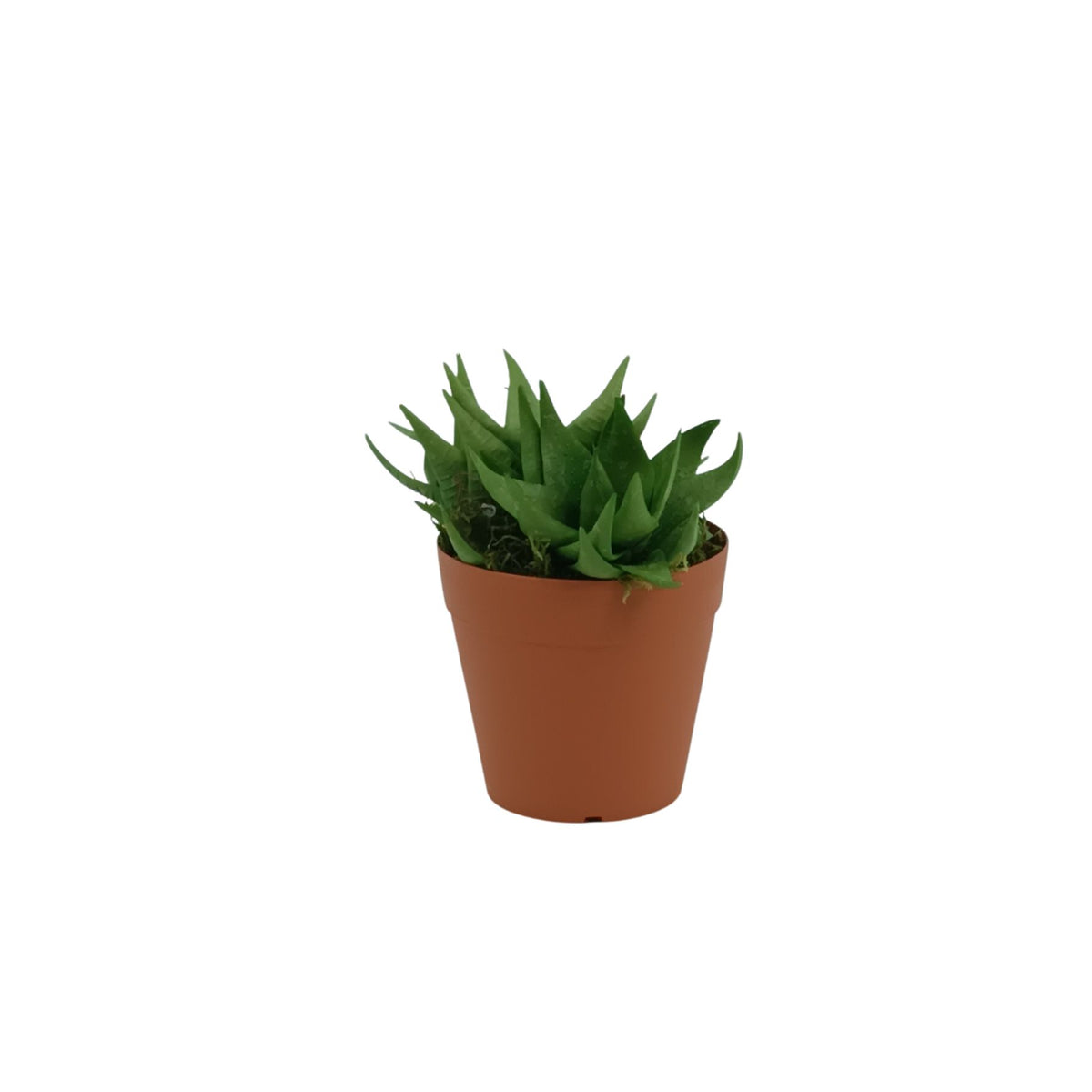 plastic aloe vera plant Baby Aloe in Small Plastic Terracotta Pot – Francisco Plant Couture