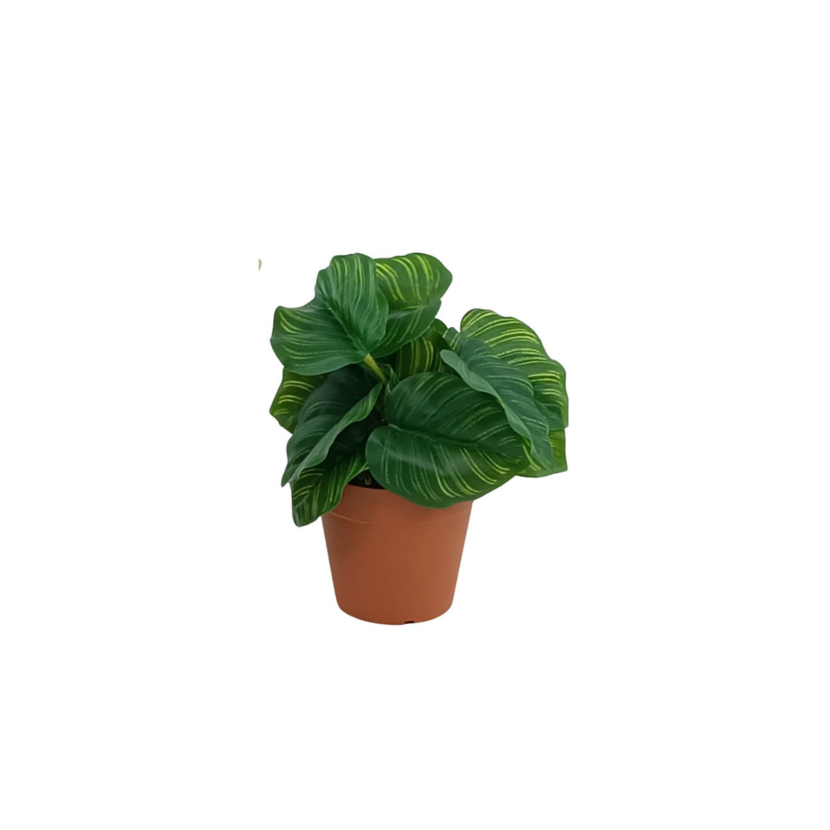 Watermelon Pick in Small Plastic Terracotta Pot