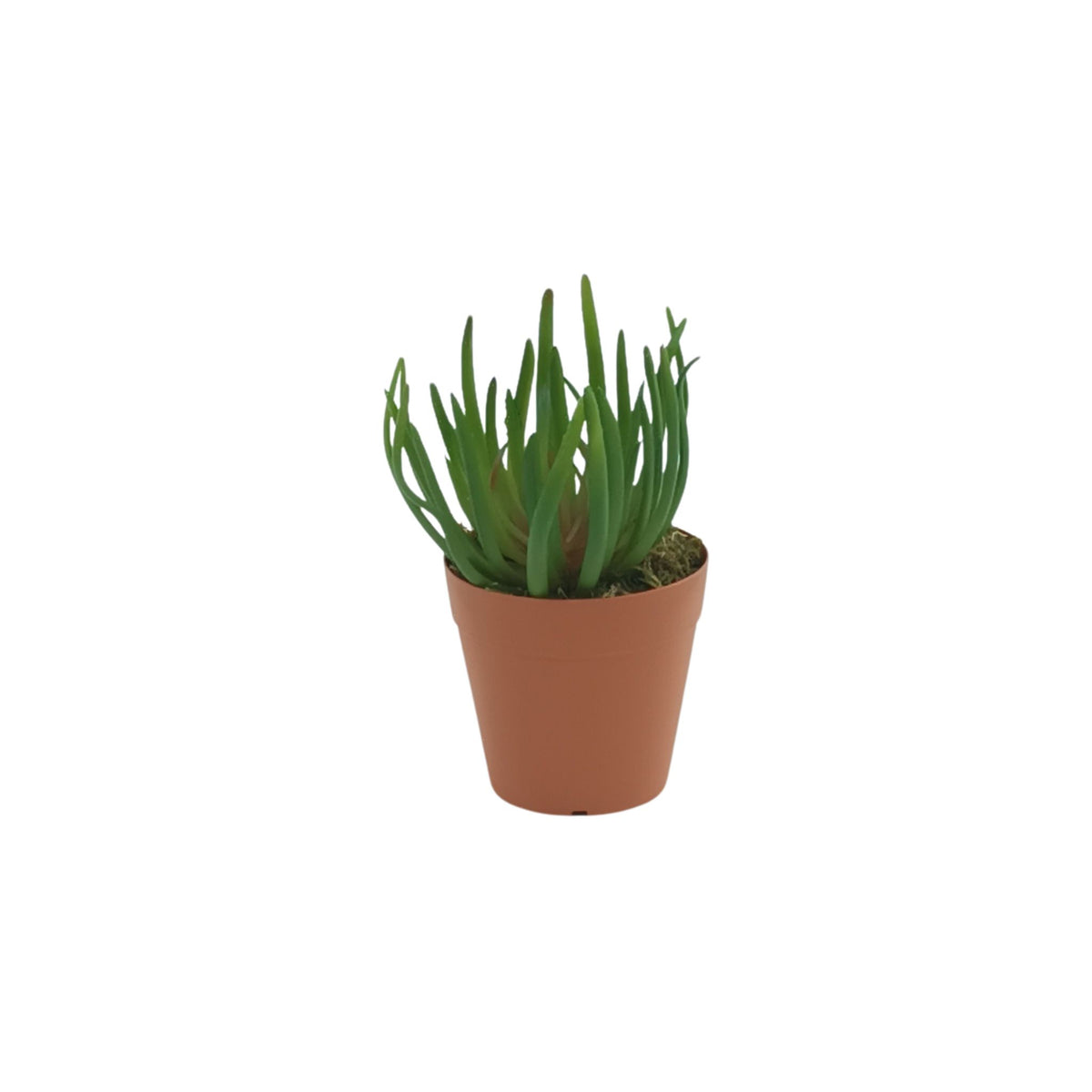 Succulent Spiky in Small Plastic Terracotta Pot