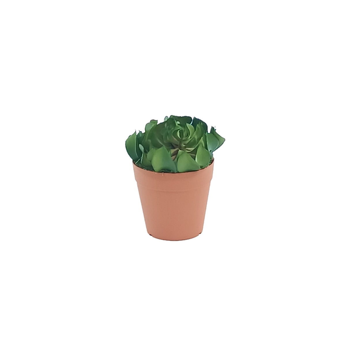 Topsy Turvy Green in Small Plastic Terracotta Pot