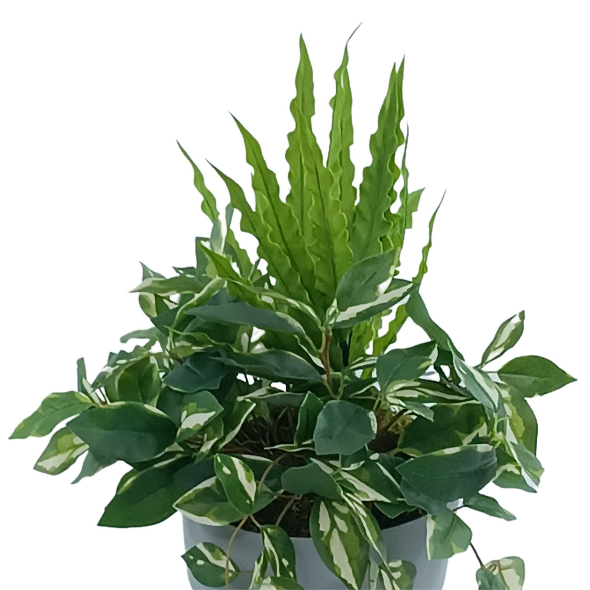 Foliage in Grey Plastic Pot with Legs
