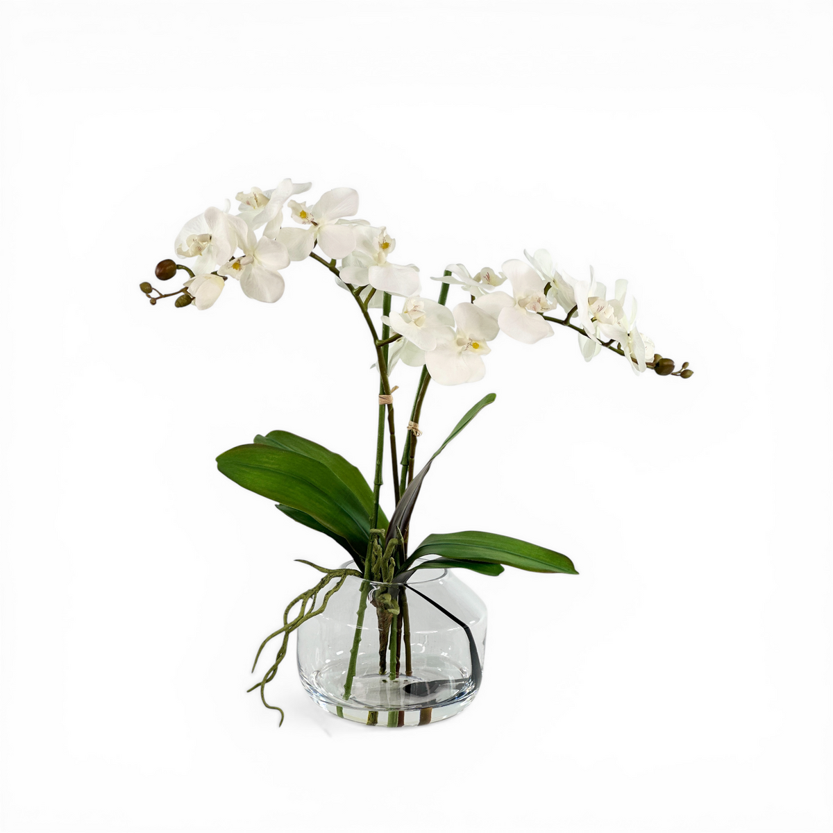 Orchid Phalaenopsis White in Black Swirl Vase